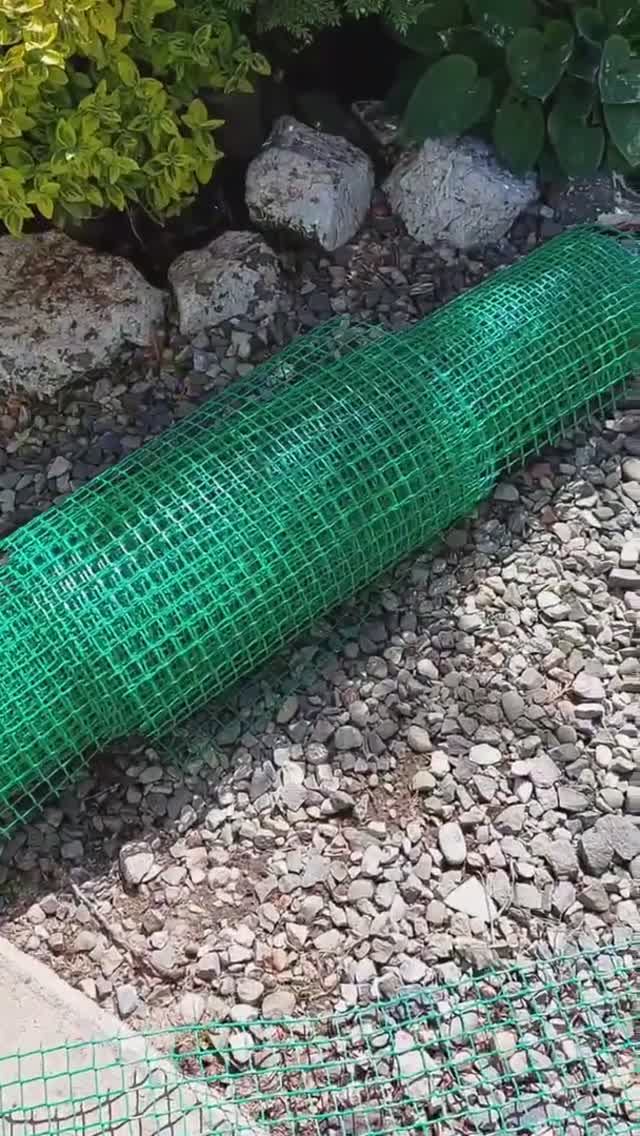 Идея. Как красиво подвязать ирисы в саду.