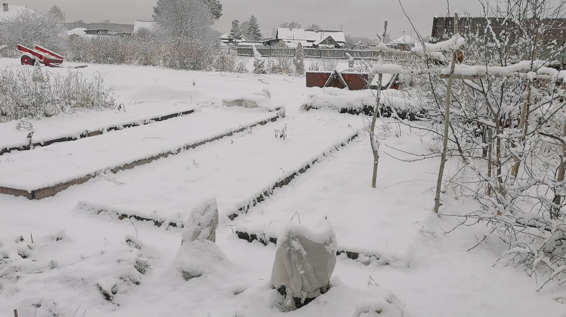 Нас завалило снегом 15 апреля и зима! Укрываю всходы в теплице от заморозков.