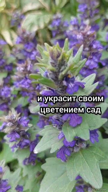 Посадите это растение вдоль дорожки!!!