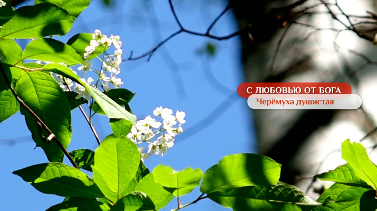 Черёмуха душистая  С любовью от Бога