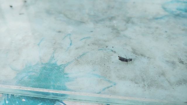 Жуки в террариуме 15 апреля:Божья коровка,жужелица,листоеды, и даже щелкуны.