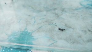 Жуки в террариуме 15 апреля:Божья коровка,жужелица,листоеды, и даже щелкуны.