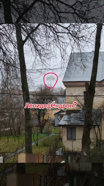 Лепидодéндрон