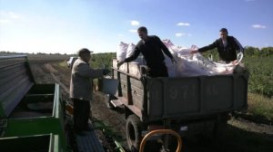 Сев ранних яровых зерновых и зернобобовых культур идёт во всех районах Воронежской области