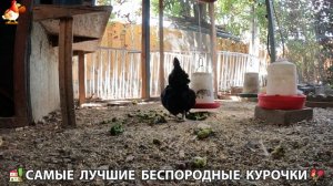 Цыплята и Курочки селяночки лучшие беспородные несушки 🥚 (466)