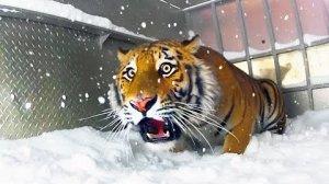 ЗАБАВНАЯ РЕАКЦИЯ ЖИВОТНЫХ НА СУМАСШЕДШУЮ ПОГОДУ