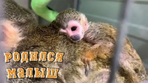 Как я этого ждал! Ребёнок у Нюры!