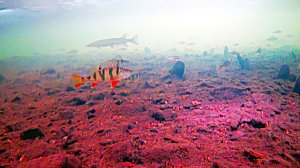 Рыбалка на реке Ингода Забайкальский край.