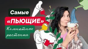 Комнатные растения водохлёбы. Растения для частого полива