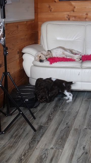 Малышки Зита и Гита