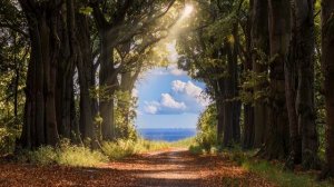 Целебная Лесная Атмосфера 432 Гц + 528 Гц Исцеление Всего Тела   Энергетическое Очищение