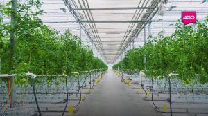 Дела тепличные. Агрокурьер