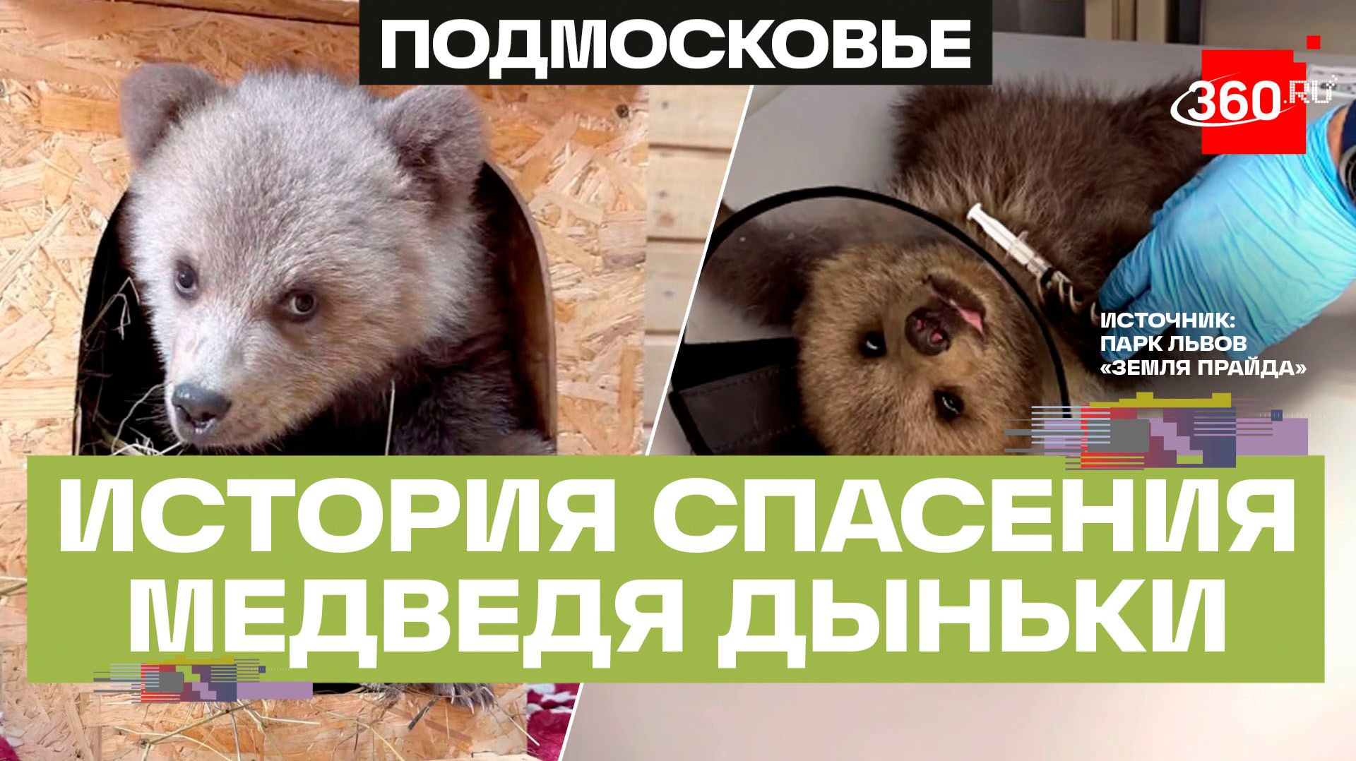 «Меховой скелетик» - в подмосковном парке Земля прайда спасают медвежонка Дыньку