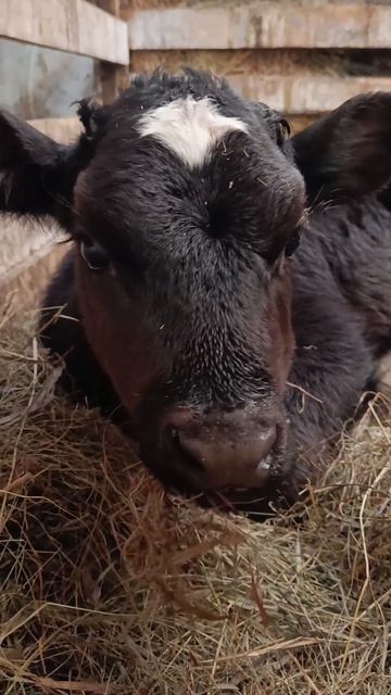 Коровы в ожидании выпаса но лето не торопится наступать