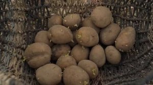 Совет! Посадка картофеля весной. Как посадить картофель необычным и простым способом