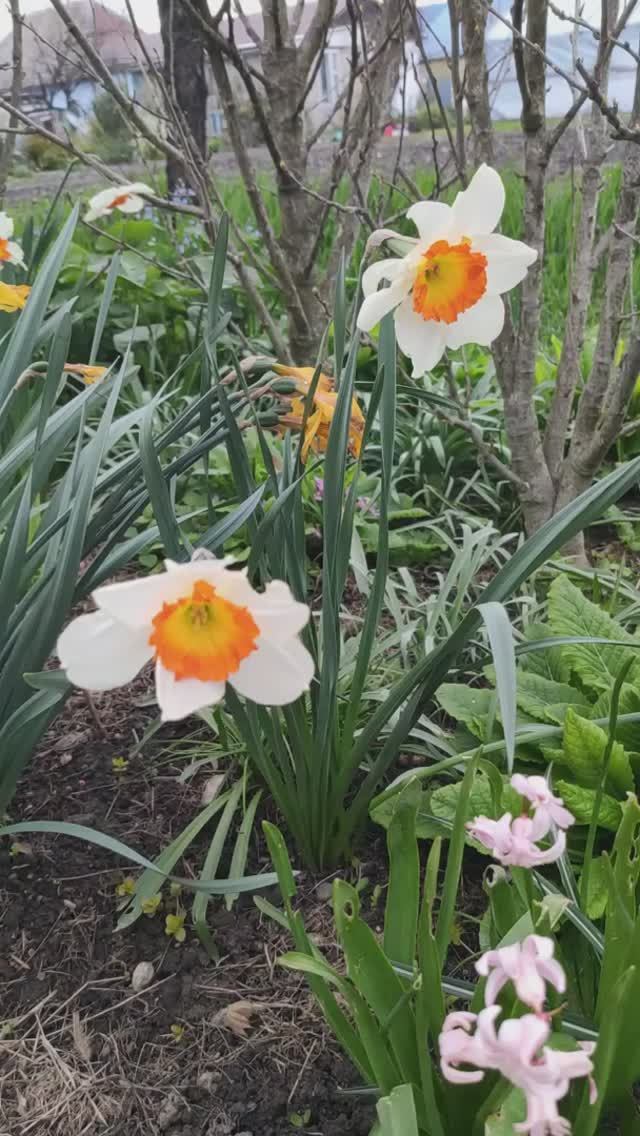 15 апреля. Нарциссы отходят, цветут тюльпаны.