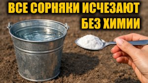 Любые сорняки высыхают на глазах! Пырей, мокрица, одуванчик, сныть, вьюн, портулак и другие