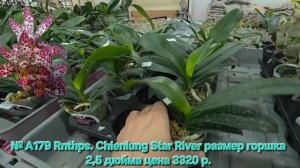 № А179 Rnthps. Chienlung Star River размер горшка 2,5 дюйма