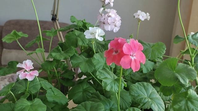 Обзор цветущих пеларгоний.