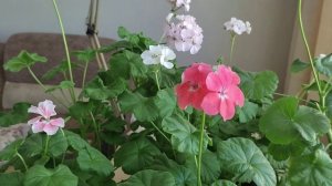 Обзор цветущих пеларгоний.
