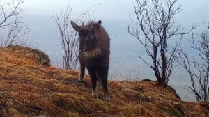 Эксклюзивная встреча с редчайшим жителем Дальнего Востока попала на видео
