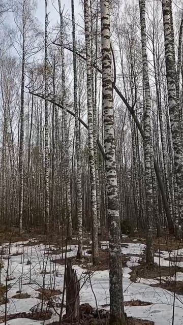 Проталины в лесу. 14.04.2026 года.