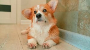 КАК ПОБЕДИТЬ ЛУНУ МОНСТРА? 
Хаски Бублик говорящие собаки