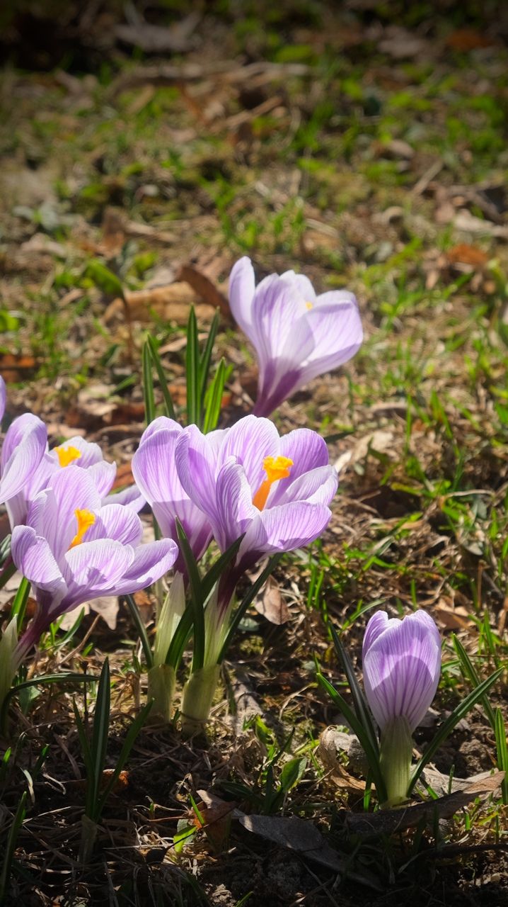 Крокусы-видео-2