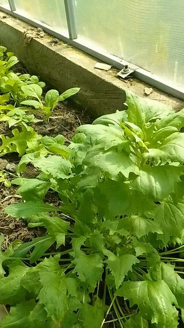 Шпинат земляничный