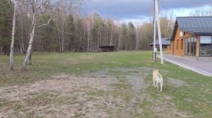 Купили второй лесной дом и жизнь заиграла новыми красками Пасхальная амнистия куличи цыплята