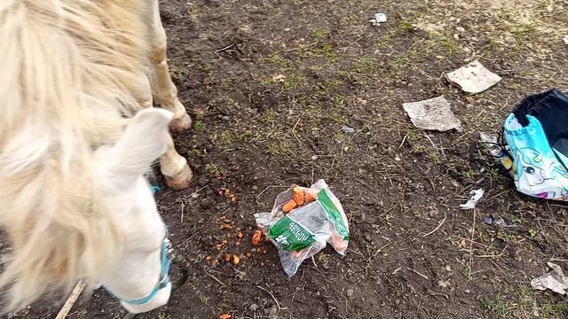 #жизнь_Аликорна 06.04.26 Вчера Рарити исполнилось 2года и вот как она его отпраздновала...