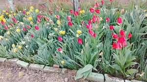 Цветник с нарциссами и тюльпанами Это луковичные многолетние растения