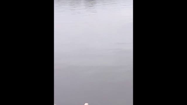 Набережная Москвы-реки. Апрельские утки!