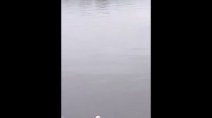 Набережная Москвы-реки. Апрельские утки!