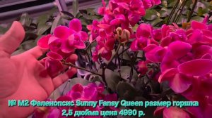 № М2 Фаленопсис Sunny Fansy Queen размер горшка 2,5 дюйма