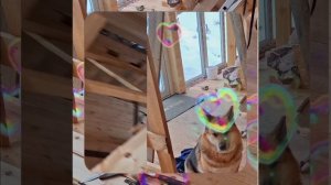 1000056139.mp4 (Собака наблюдает за устройством лестницы на 2-ой этаж в доме А-фрейм)