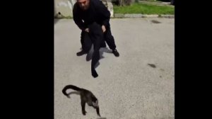 В центре Ставрополя мужчина гонялся за обезьяной