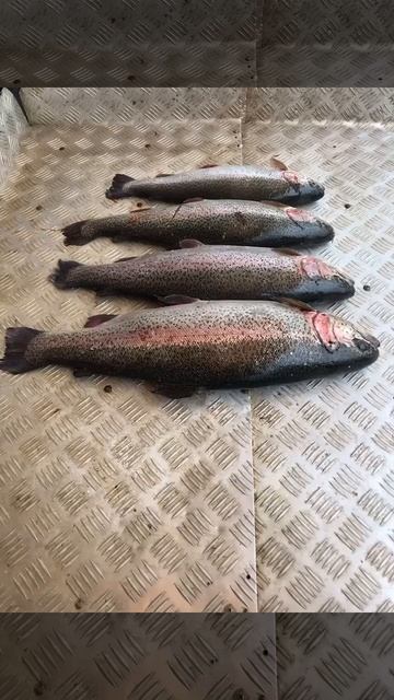 уловы рыбаков в Рыбин Гуде