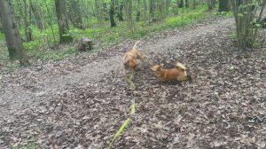 Acero - don't wanna fight no more (Alano Español)