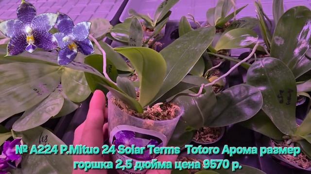 № А224 P.Mituo 24 Solar Terms  Totoro Арома размер горшка 2,5 дюйма
