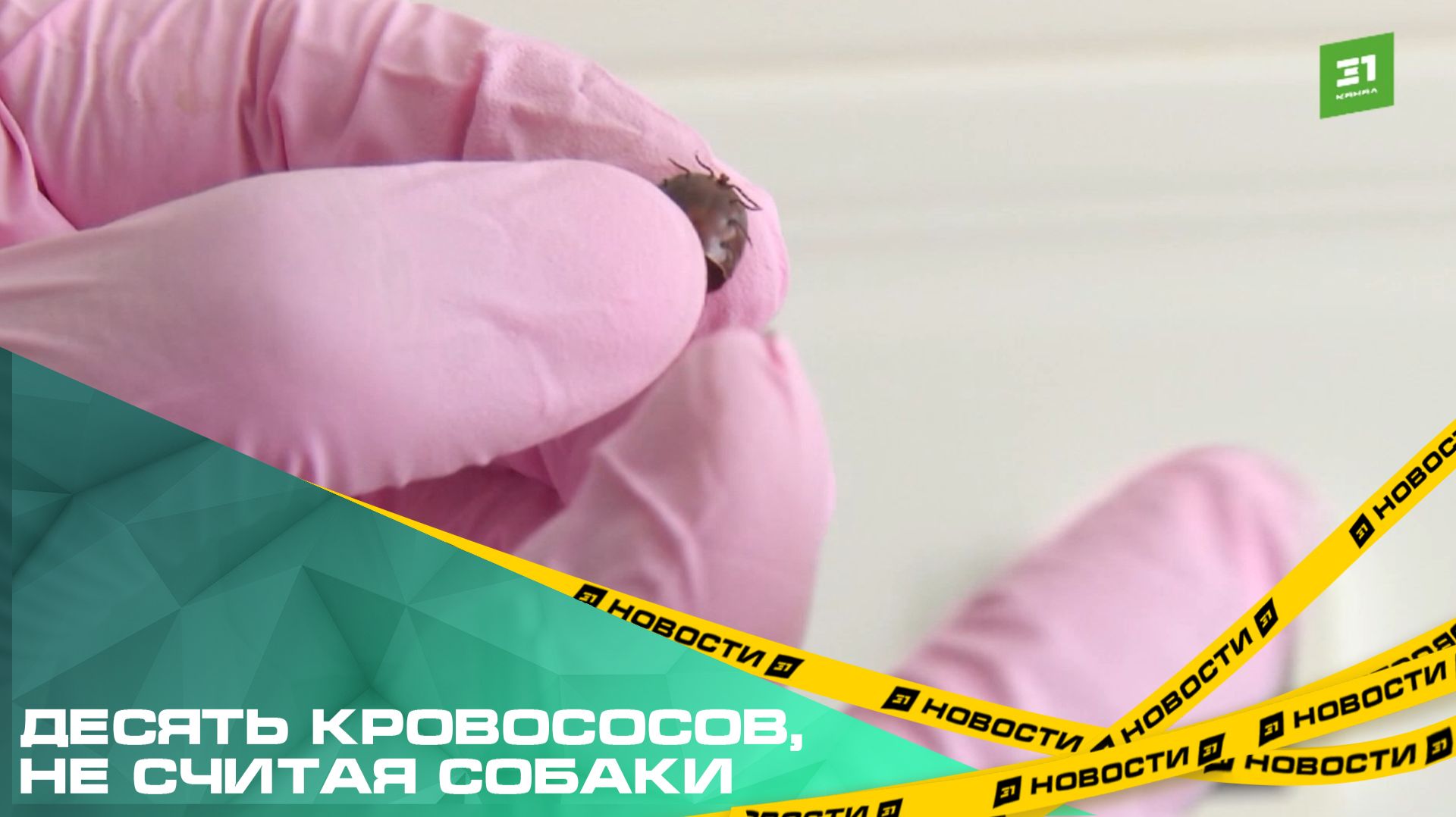 Десять кровососов, не считая собаки. Как защитить четвероногого питомца от укуса клещей?