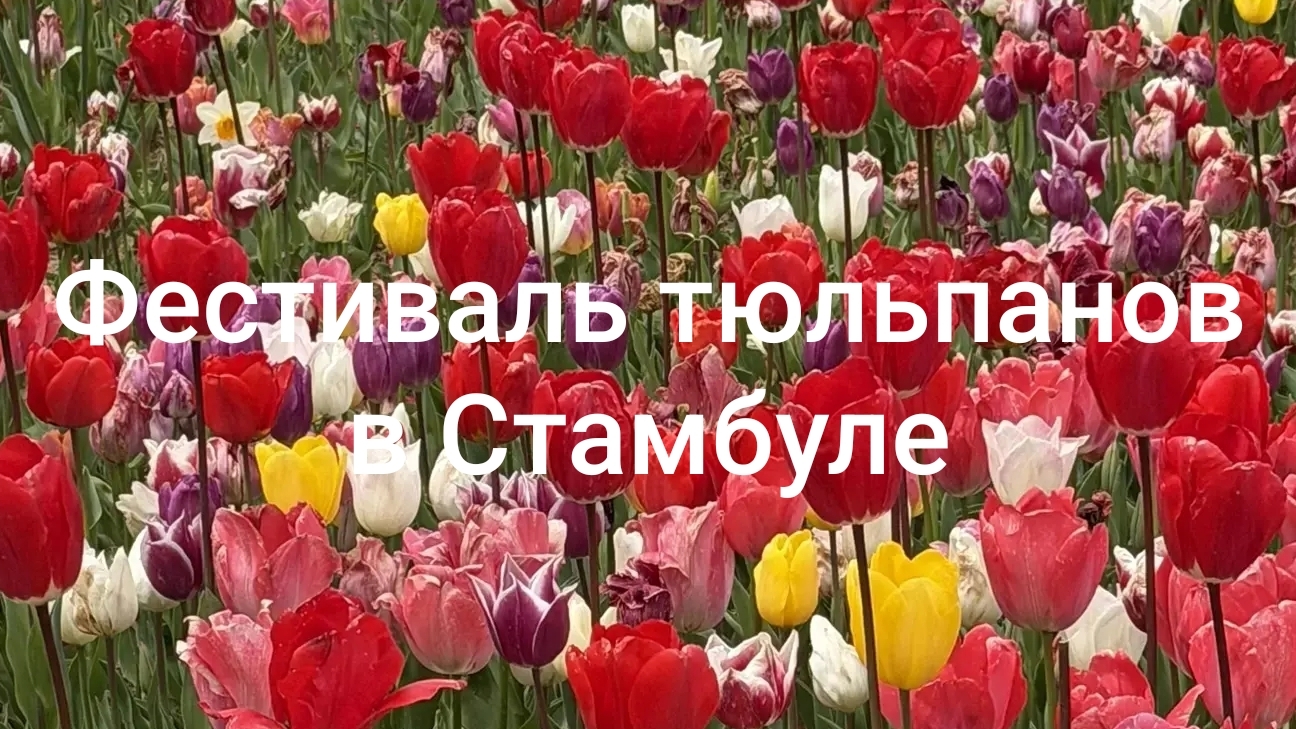 Фестиваль тюльпанов в Стамбуле 2026
