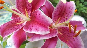 2357. ВПЛ. Луковицы восточных лилий храню так.