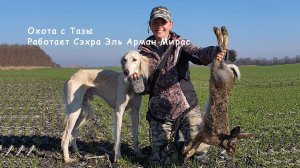 Охота с борзой Тазы 2021. Видео с КВАДРОКОПТЕРА. Сэхра Эль Арман Мирас в одиночку