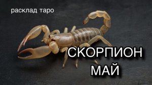 СКОРПИОН таро прогноз на май 2026 [расклад таро] [гадание онлайн]