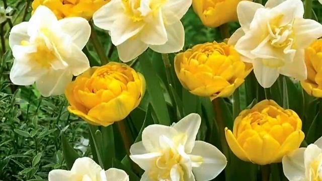 ВЕСЕННЕЕ НАСТРОЕНИЕ 