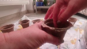 Цветы это, конечно, красиво, но кушать тоже хочется. Сажаю огурцы на рассаду.