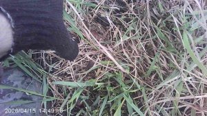 Фрагментальное удаление сорняка - пырея