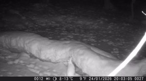 Оставленная на полгода в лесу фотоловушка удивила! Она все это время снимала...