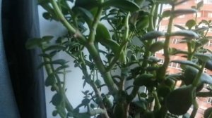 Цветы на кухне.